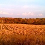 fall-benzie-corn-2011-5-300