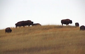 North Dakota bison