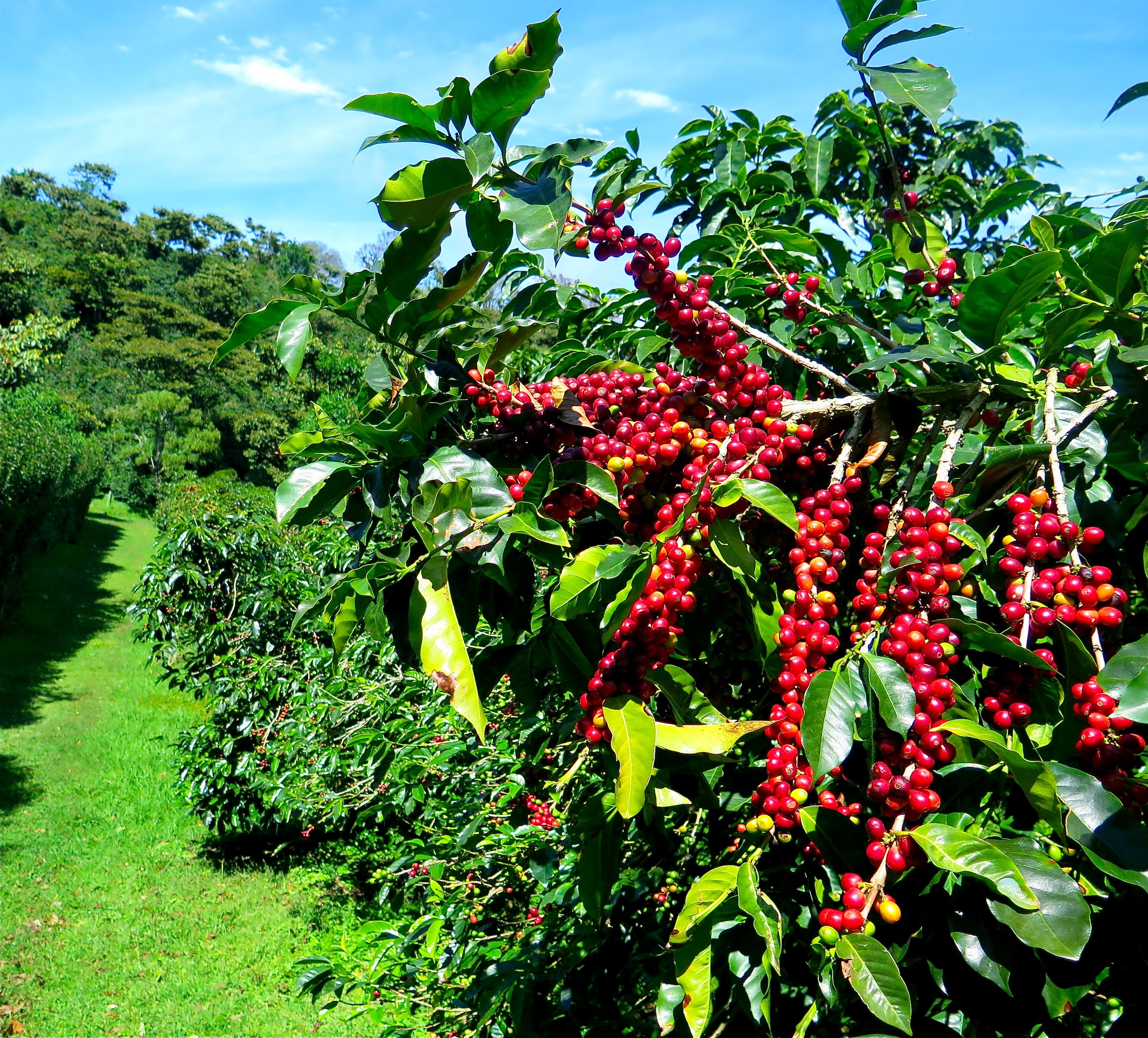 Finca Lerida's ripening coffee. The farm produces 30,000 pounds of raw coffee beans per year. Photo/Keith Schneider