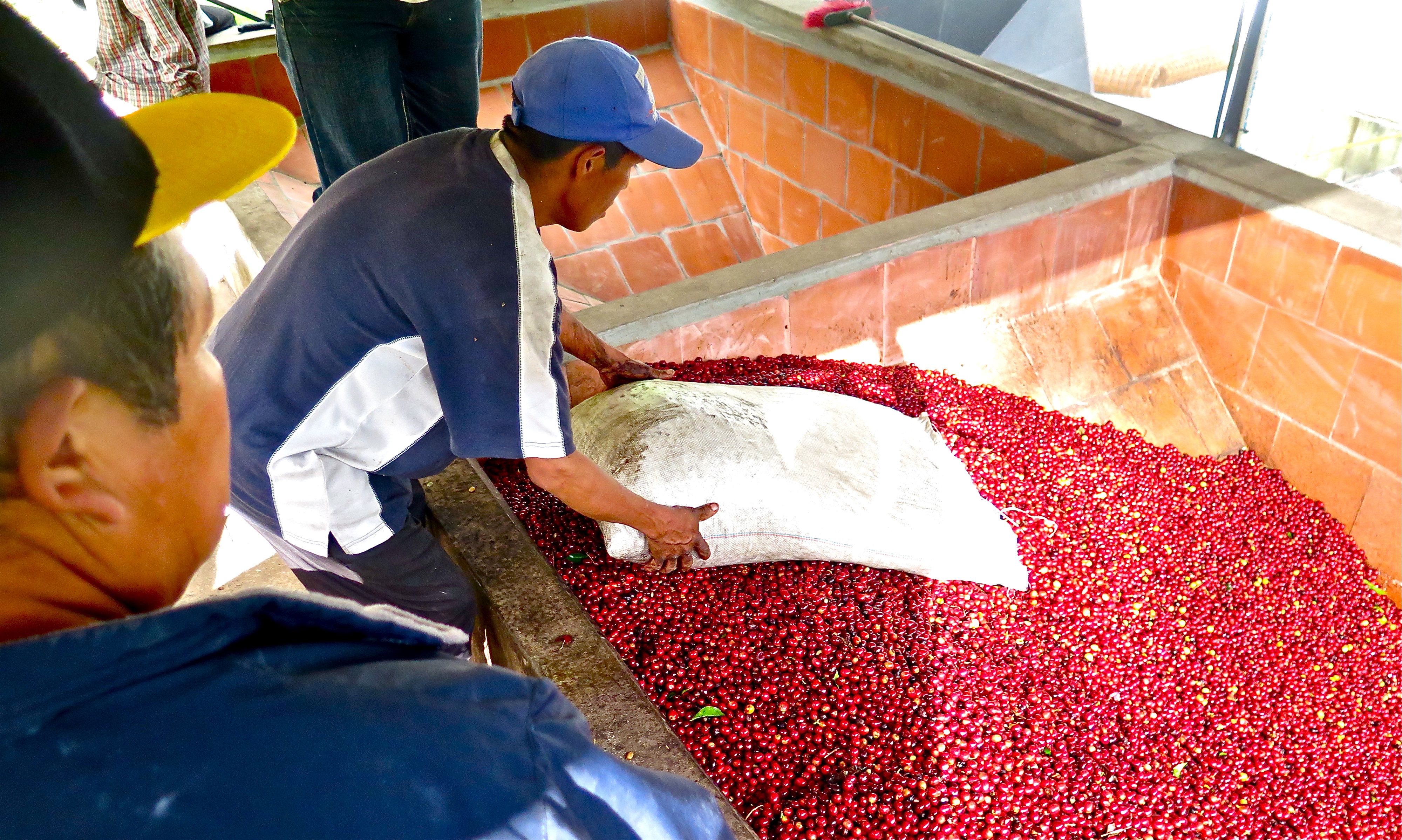 Harvested ripe coffee is loaded into a bin for crushing at the Finca Lerida farm. Photo/Keith Schneider