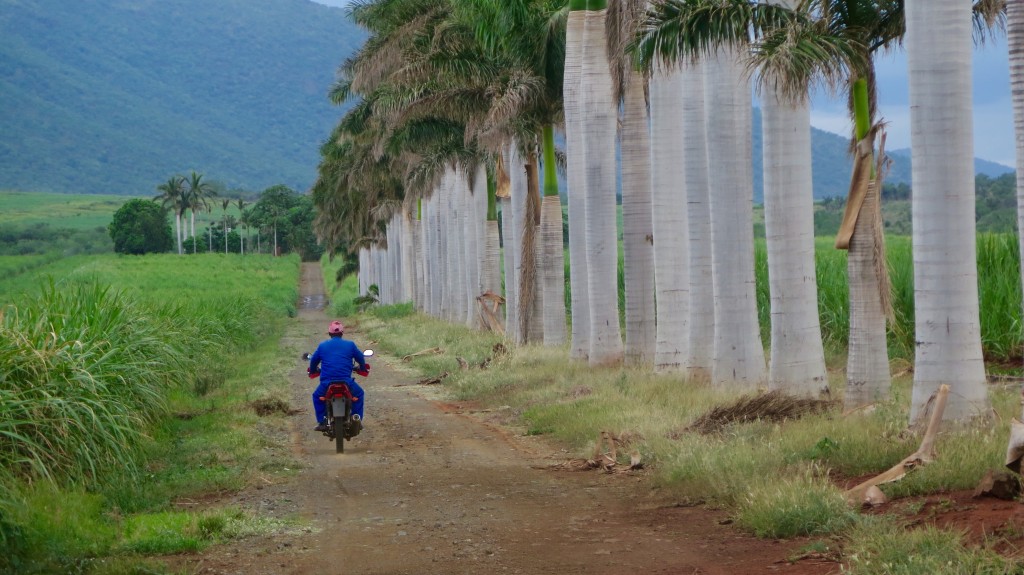 Royal palms flank road through sugar plantations in Pongola. Photo/Keith Schneider