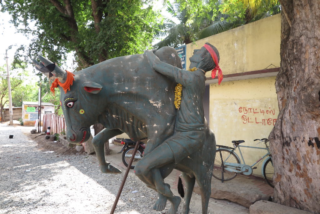 A statue displays Jallikattu, the Pongola harvest festival sport that features young men hanging on the side of a charging bull. Photo/Keith Schneider