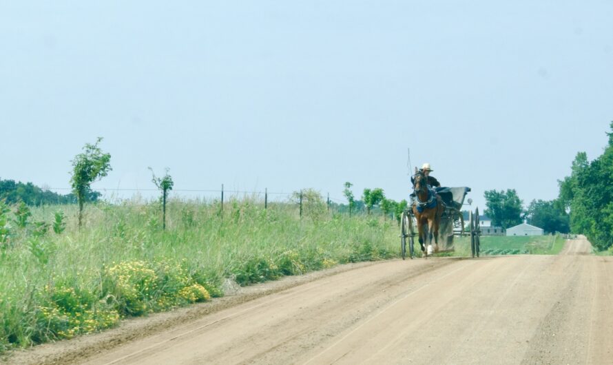 Amish Farmers’ Partnership With Beef Giant Produces Manure Mess