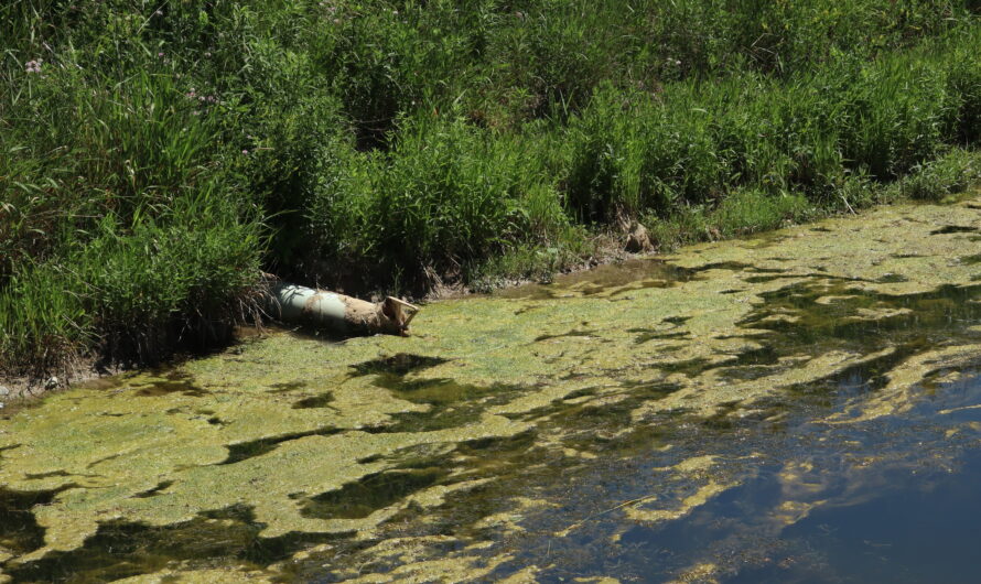 Toxic Algae Bloom Forecasts Are a Study in Negligence